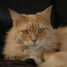 Maine Coon Bitten *R.I.P*
