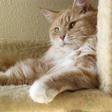 Maine Coon Bitten *R.I.P*