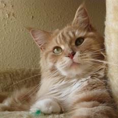 Maine Coon Bitten *R.I.P*