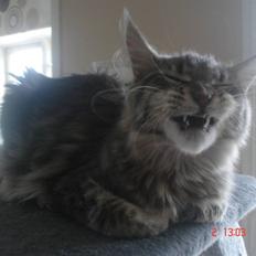 Maine Coon MissB`cats Benelli