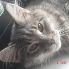 Maine Coon MissB`cats Benelli