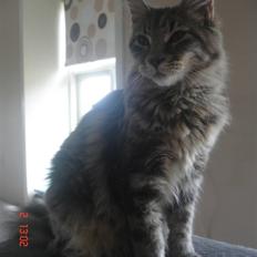 Maine Coon MissB`cats Benelli