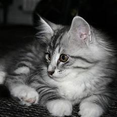 Norsk Skovkat Gineah