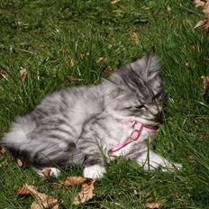 Norsk Skovkat Gineah