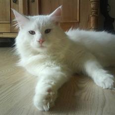 Maine Coon Basse