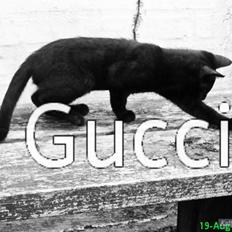 Huskat Gucci