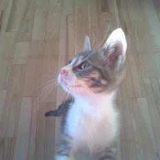 Blanding af racer Findus - væk-