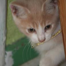 Blanding af racer Malte + hvil i fred +