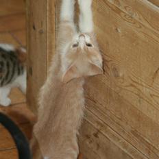 Blanding af racer Malte + hvil i fred +