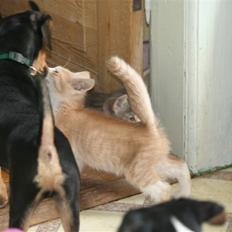 Blanding af racer Malte + hvil i fred +