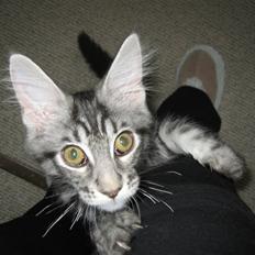 Maine Coon Bircows Goliath