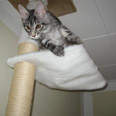 Maine Coon Bircows Goliath