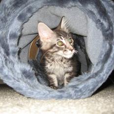 Maine Coon Bircows Goliath