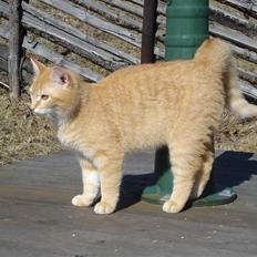 Blanding af racer Max