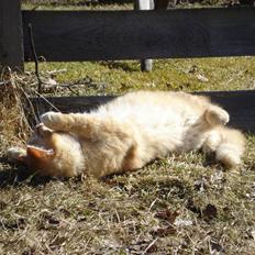 Blanding af racer Max