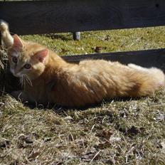 Blanding af racer Max