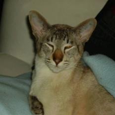 Siameser ZAFIRAMIS JULIUS  ( KALLE