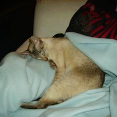 Siameser ZAFIRAMIS JULIUS  ( KALLE