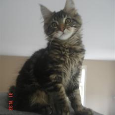 Maine Coon DK Kruse Aladar(Solgt)