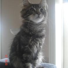Maine Coon DK Kruse Aladar(Solgt)