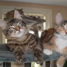 Maine Coon DK Kruse Aladar(Solgt)