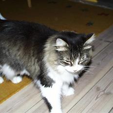 Norsk Skovkat Tanne mis