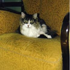 Norsk Skovkat Tanne mis