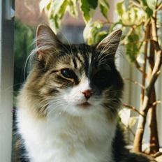 Norsk Skovkat Tanne mis