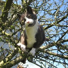 Huskat Sylvester R.I.P 13.11.08