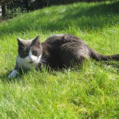 Huskat Sylvester R.I.P 13.11.08