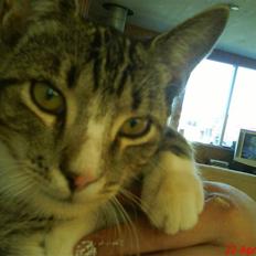 Blanding af racer Simba