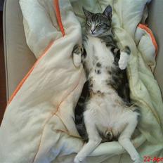 Blanding af racer Simba