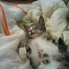 Blanding af racer Simba