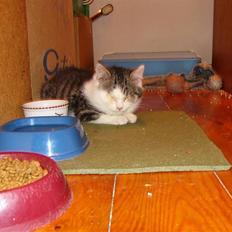 Blanding af racer Xena RIP