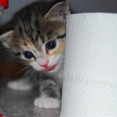 Blanding af racer Lilly