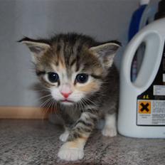 Blanding af racer Lilly