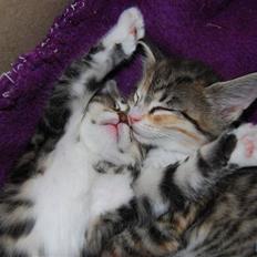 Blanding af racer Lilly