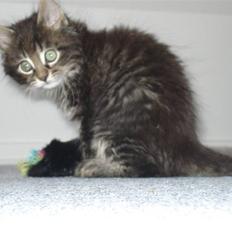 Norsk Skovkat Skipper