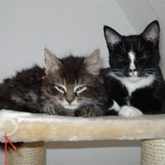 Norsk Skovkat Skipper