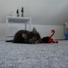 Norsk Skovkat Skipper