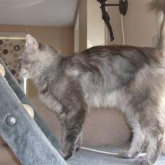 Maine Coon DK Kousgård Bianka