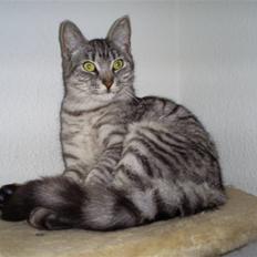 Huskat Fede Mis *Hjemme igen:o)*