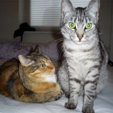 Huskat Fede Mis *Hjemme igen:o)*