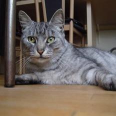 Huskat Fede Mis *Hjemme igen:o)*