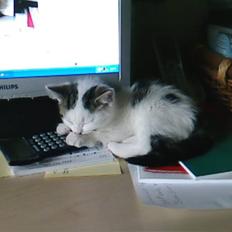 Blanding af racer Duchess Celeste