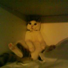 Blanding af racer Duchess Celeste