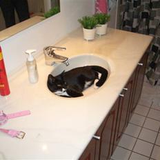 Blanding af racer isabella | d, 3/2-2008