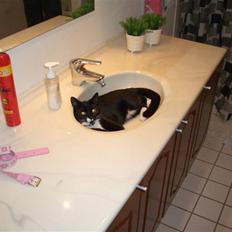 Blanding af racer isabella | d, 3/2-2008