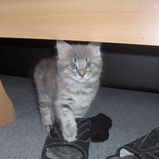 Maine Coon DK Amazing Paw´s Joey