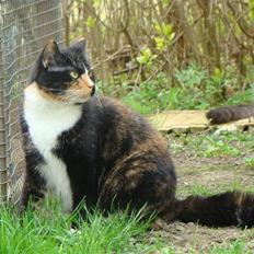 Blanding af racer Fine